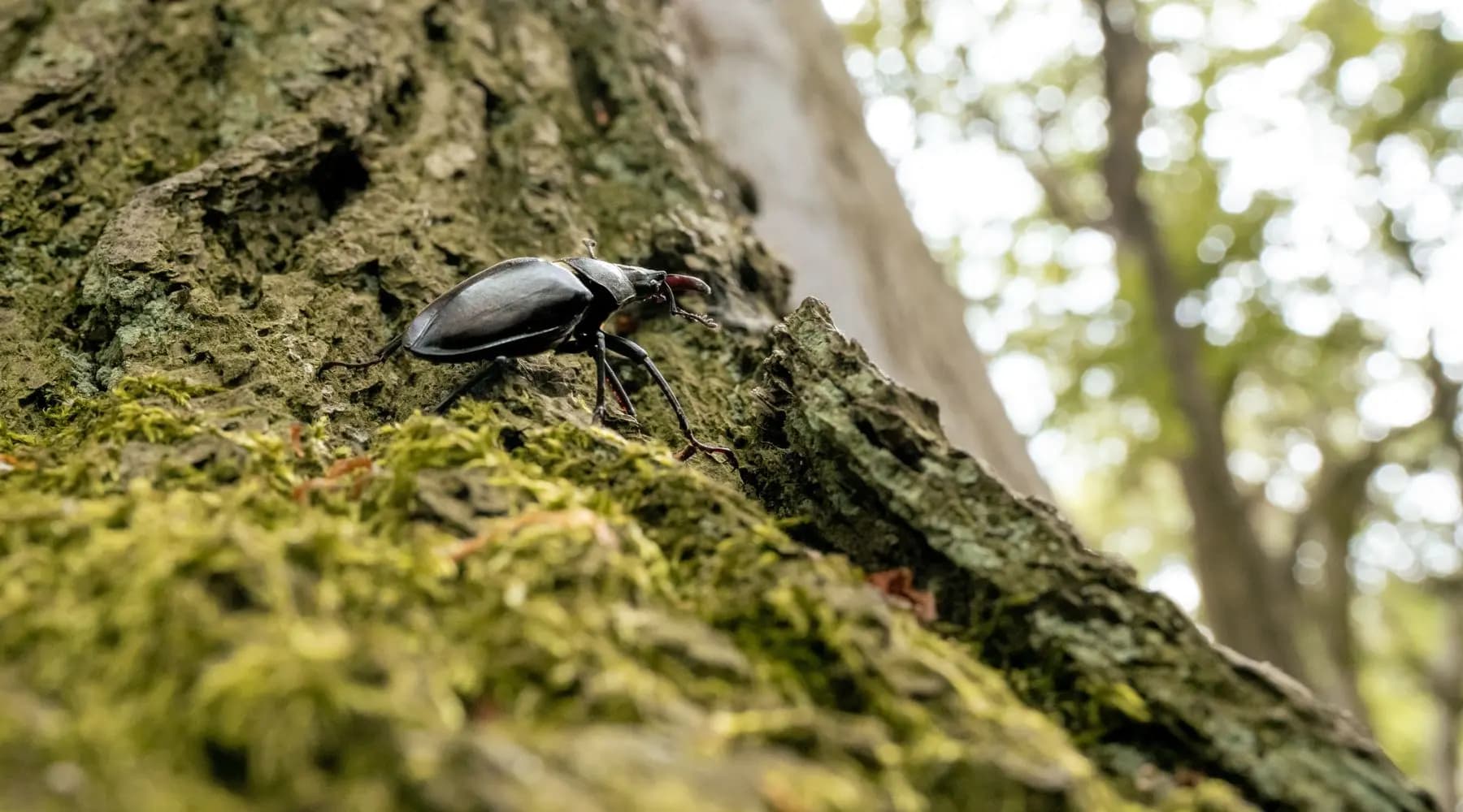 Hirschkäfer auf altem Totholz im UrwaldProjekt