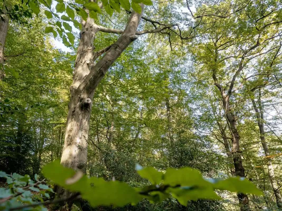 Alter Buchenwald am Kammerberg im UrwaldProjekt