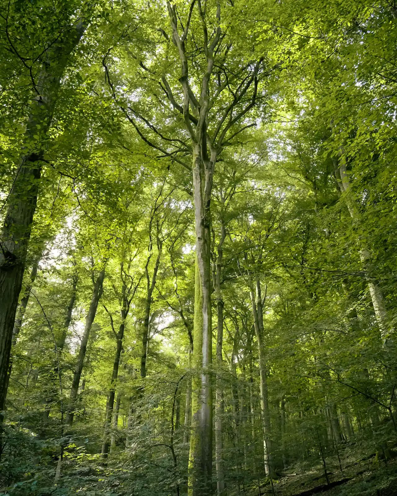 Jahrhundertealte Buche in einem Schutzgebiet des UrwaldProjekts