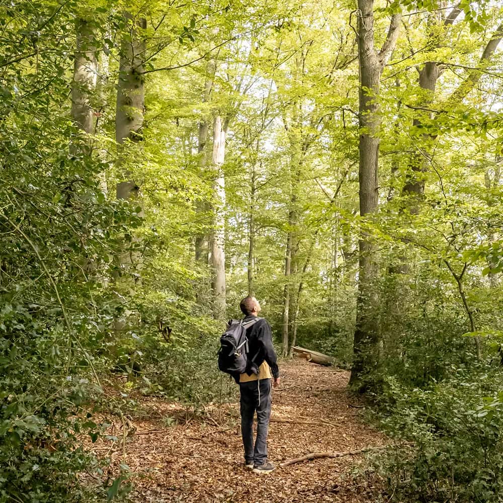 Teilnehmer einer geführten Wanderung zwischen alten Buchen im UrwaldProjekt