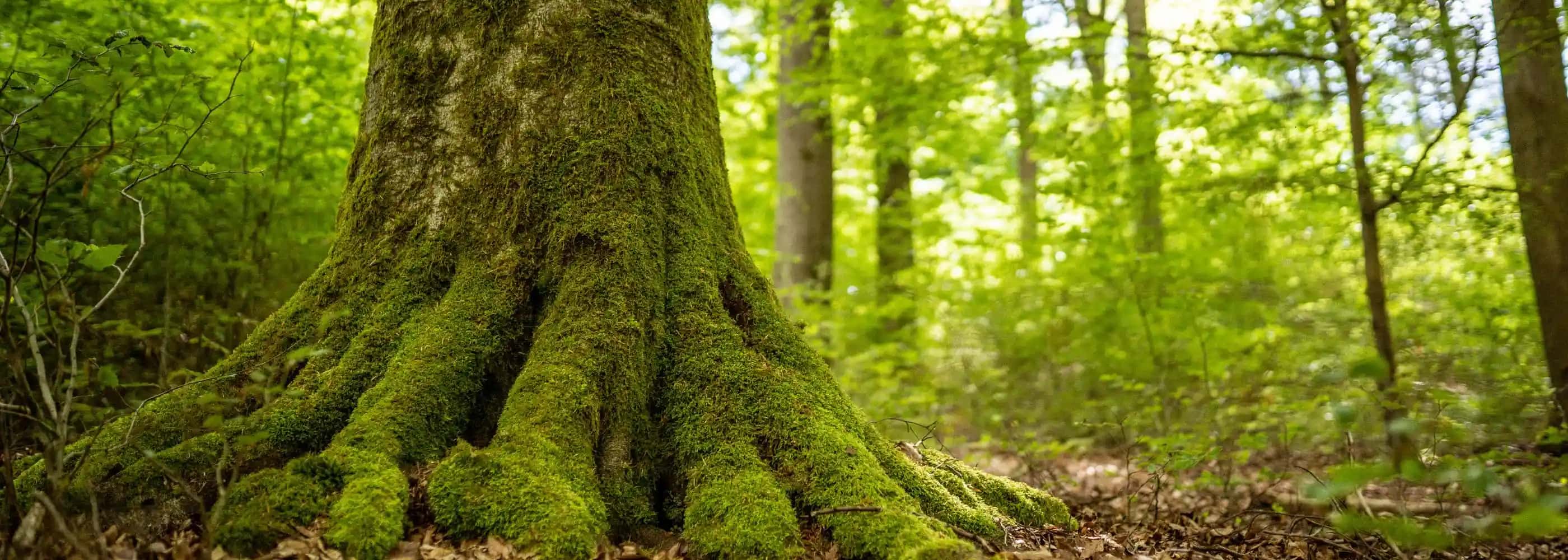Alter Laubwald mit moosbewachsenen Baumstämmen
