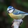 Blaumeise Blaumeise