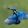 Eisvogel Eisvogel