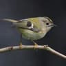 Wintergoldhähnchen Wintergoldhähnchen