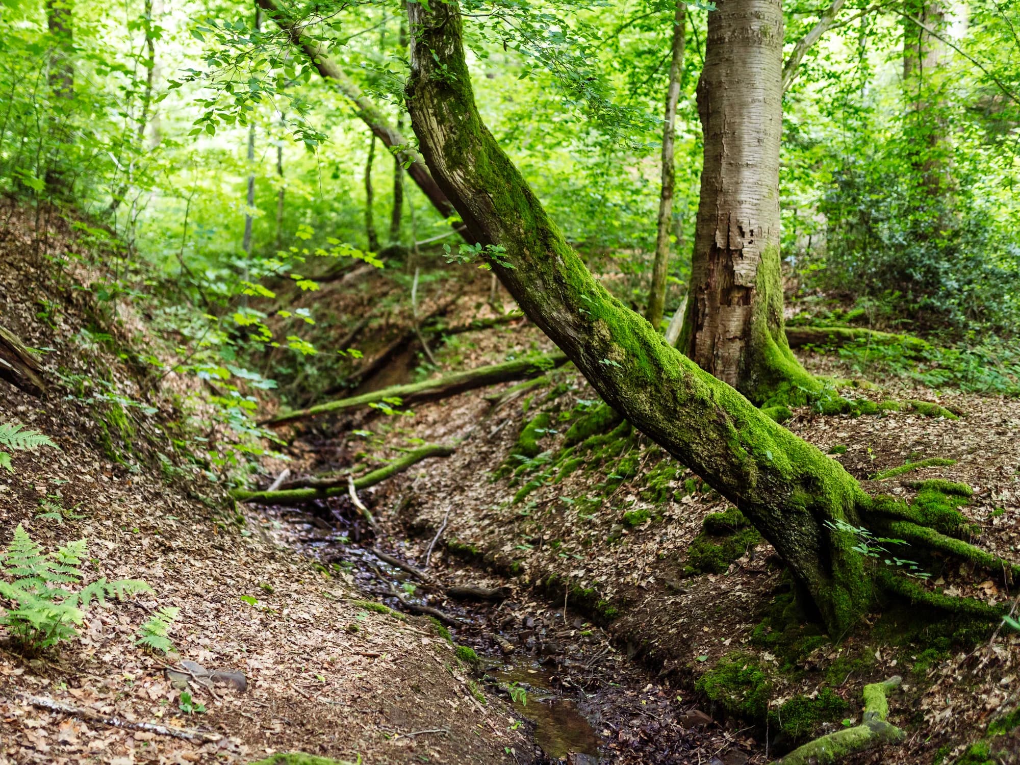 Wildnisjuwel Lohmar