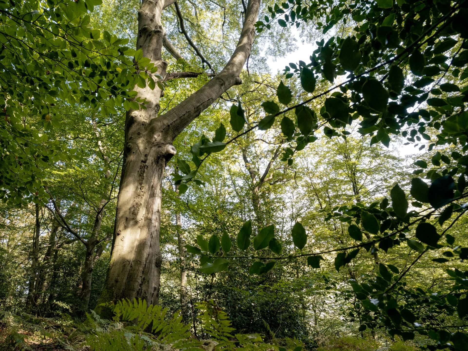 Buchengiganten Kammerberg 1