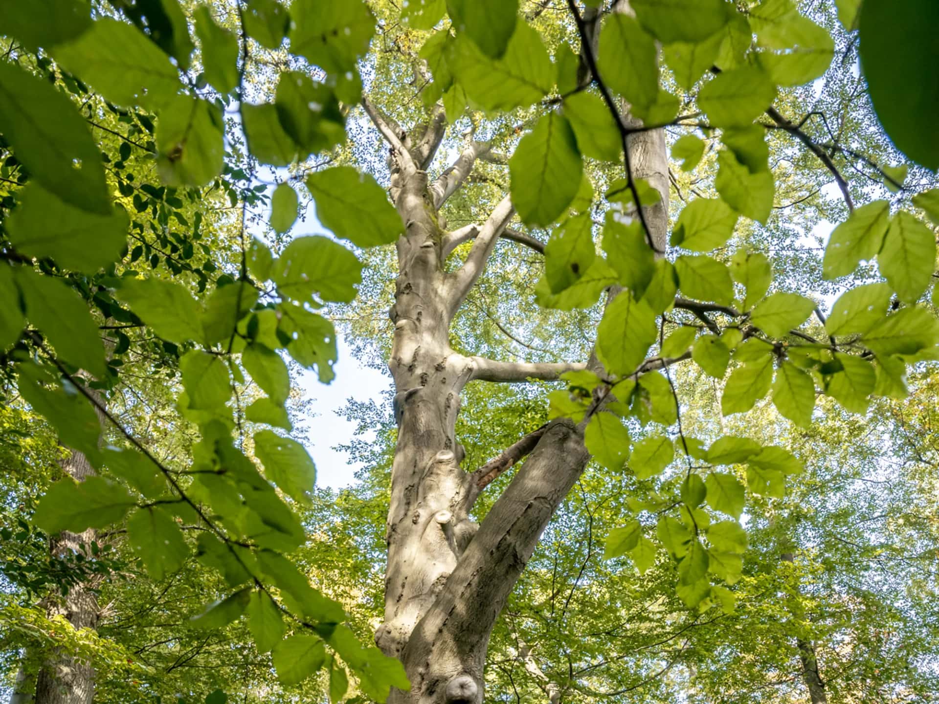 Buchengiganten Kammerberg