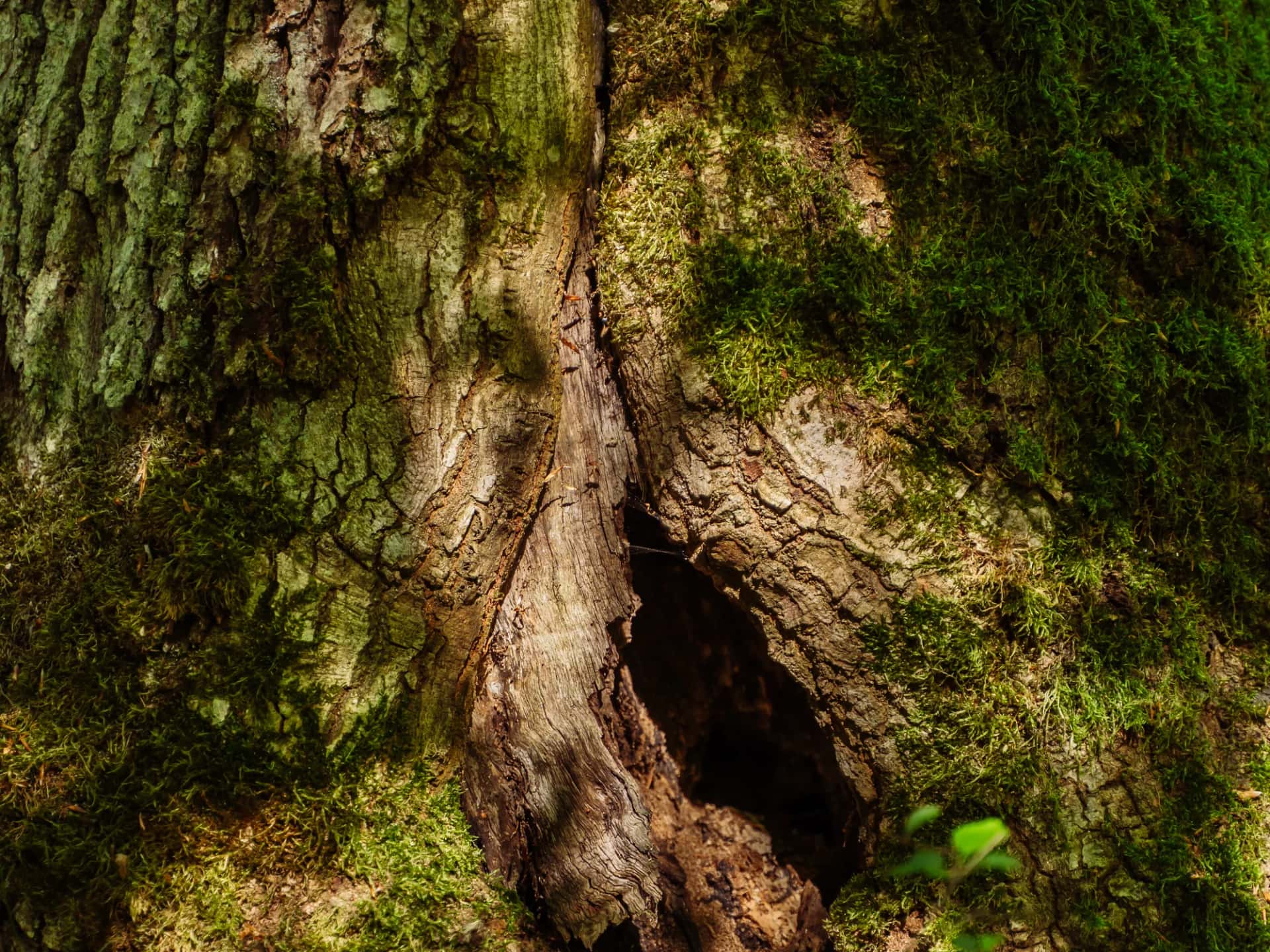 Wildnisjuwel Wershofen
