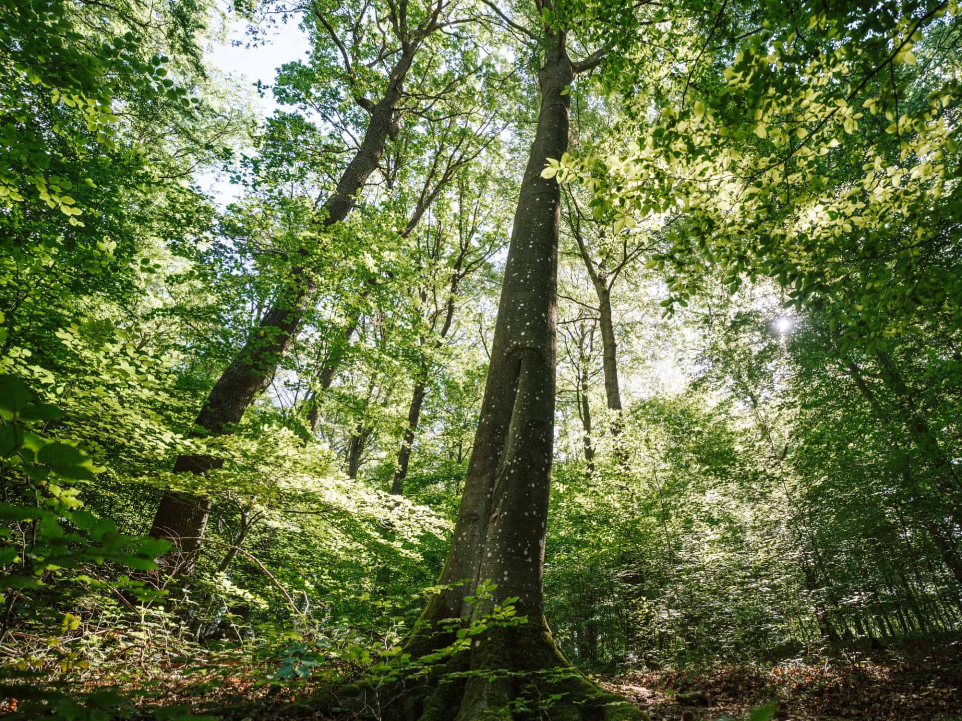 Wildnisjuwel Wershofen