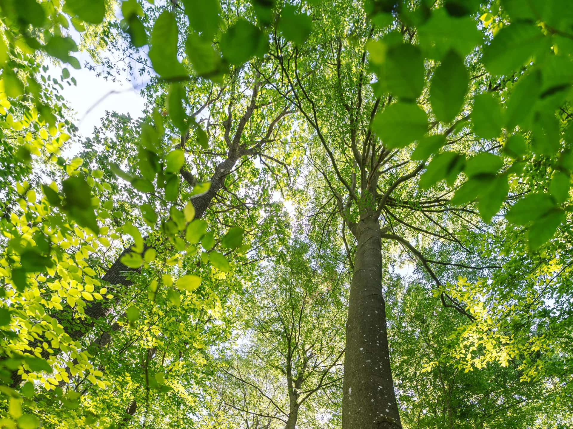 Wildnisjuwel Wershofen