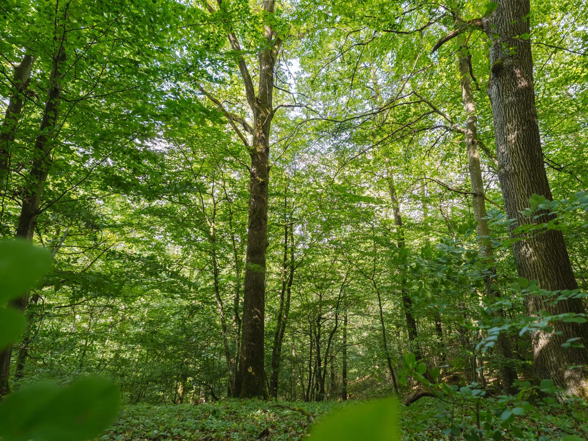 Wildnisjuwel Wershofen