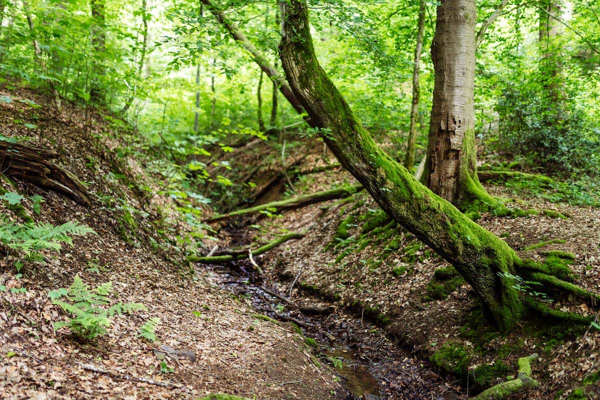 Wildnisjuwel