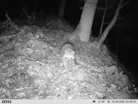 Waschbär im UrwaldProjekt