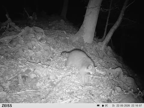 Waschbär im UrwaldProjekt