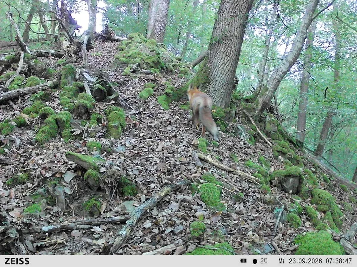 Fuchs im UrwaldProjekt